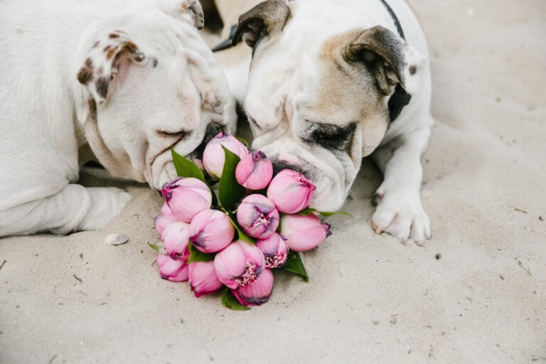 Hunde mit blumen